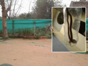  للمرة الثانية - العثور على أفعى سامة داخل أحد بساتين الأطفال في اللد